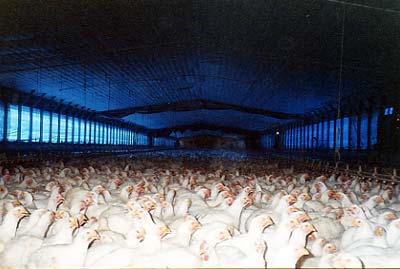 chickens jpg